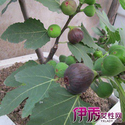 無花果種植|盆栽無花果的種植方法 